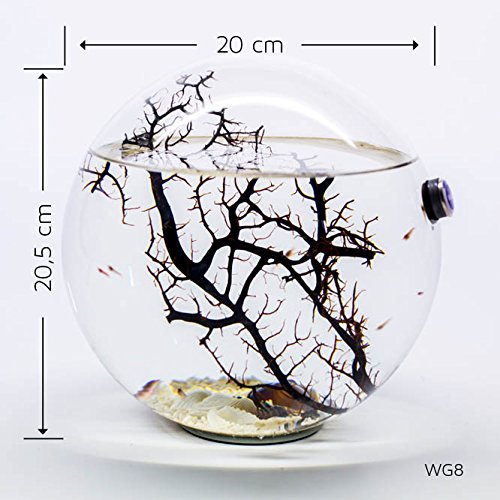 Beachworld 15 cm WG6 - immagine 4