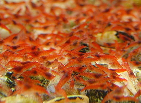 Beachworld 15 cm WG6 - immagine 6