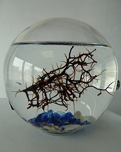 Bioglobe Mediterraneo con gorgone 12,5 cm - immagine 4