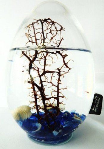 Bioglobe uovo con gorgone 16 cm, motivo: Mediterraneo - immagine 3