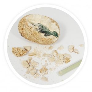 UOVO DINOSAURO 12 MODELLI